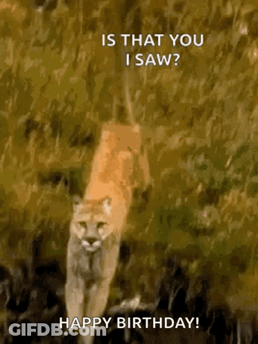 A Picture Of A Mountain Lion Walking In The Grass With The Caption Is That You I Saw ? Happy Birthday ! GIF