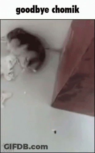 A Picture Of A Mouse Laying On The Floor With The Words Goodbye Chomik Below It GIF