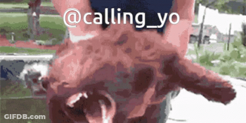 A Picture Of A Person Holding A Pig With The Words " @Calling_yo " On It GIF