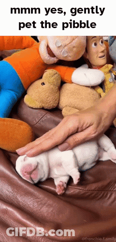 A Picture Of A Person Petting A Puppy With The Caption " Mmmm Yes Gently Pet The Pebble " GIF