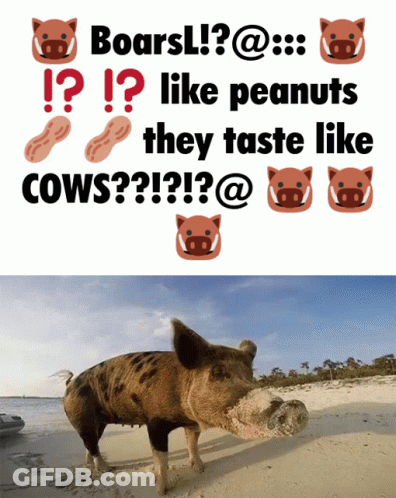 A Picture Of A Pig Next To A Sign That Says Boars Like Peanuts GIF