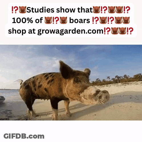 A Picture Of A Pig On A Beach With The Words " Studies Show That 100 % Of Boars Shop At Growagarden.com " Below It GIF