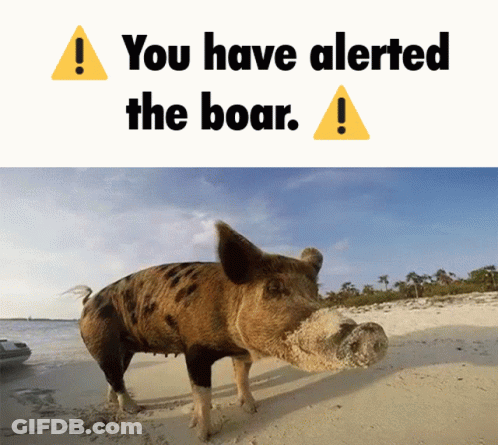 A Picture Of A Pig On A Beach With The Words " You Have Alerted The Boar " Above It GIF