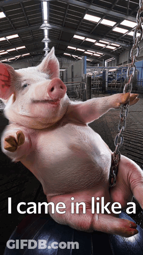 A Picture Of A Pig On A Chain With The Caption I Came In Like A GIF