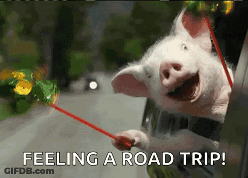 A Picture Of A Pig Sticking Its Head Out Of A Car Window With The Words Feeling A Road Trip Below It GIF