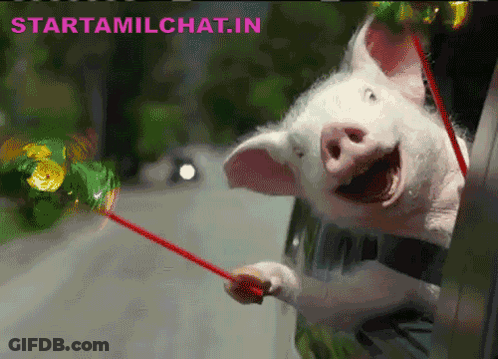 A Picture Of A Pig Sticking Its Head Out Of A Car Window With The Words Starttamilchat.in Under It GIF