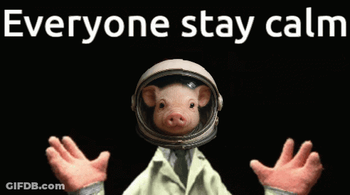 A Picture Of A Pig Wearing A Helmet With The Words Everyone Stay Calm Above It GIF