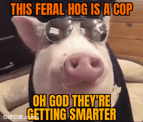 A Picture Of A Pig Wearing Sunglasses With The Caption " This Feral Hog Is A Cop " GIF
