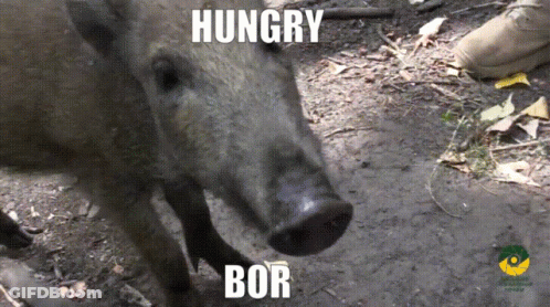 A Picture Of A Pig With The Words Hungry Bor Written On It GIF
