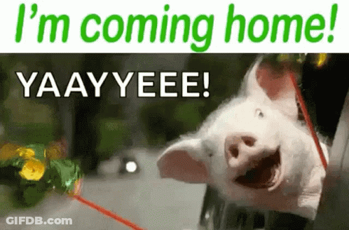 A Picture Of A Pig With The Words " I 'M Coming Home " GIF