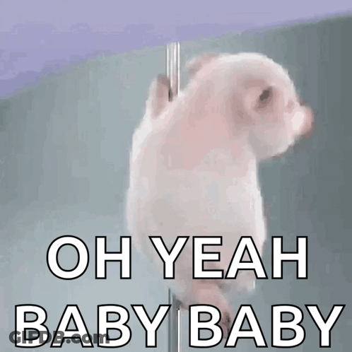 A Picture Of A Pig With The Words Oh Yeah Baby Baby Above It GIF
