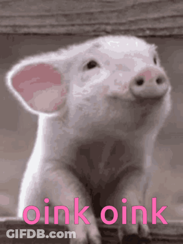 A Picture Of A Pig With The Words Oink Oink Written On It GIF