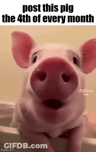 A Picture Of A Pig With The Words Post This Pig The 4Th Of Every Month . GIF