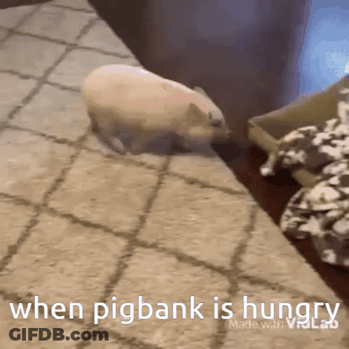 A Picture Of A Pig With The Words When Pigbank Is Hungry GIF