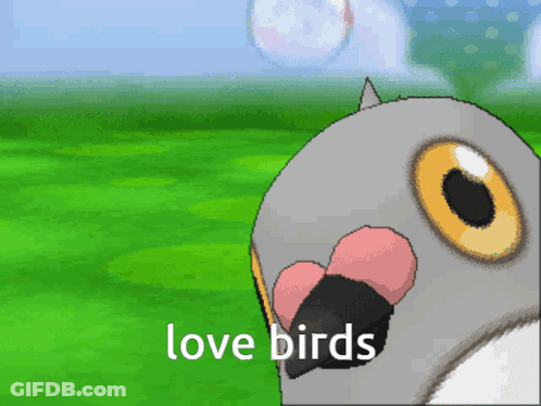 A Picture Of A Pigeon With The Words Love Birds On The Bottom GIF