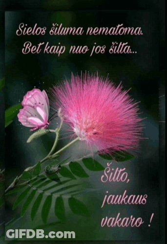 A Picture Of A Pink Flower With A Butterfly On It And The Words Sielos Siluna Nematomi Bet Kaip Nuo Jos Silta GIF