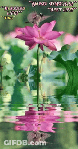 A Picture Of A Pink Flower With The Words " Good Blessed Best Life " On It GIF