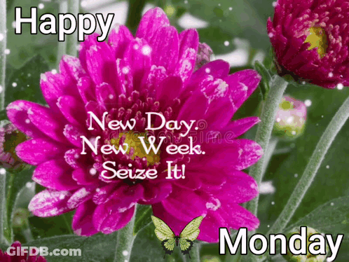 A Picture Of A Pink Flower With The Words Happy New Day New Week Seize It Monday GIF