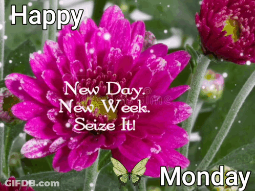 A Picture Of A Pink Flower With The Words Happy New Day New Week Seize It Monday GIF