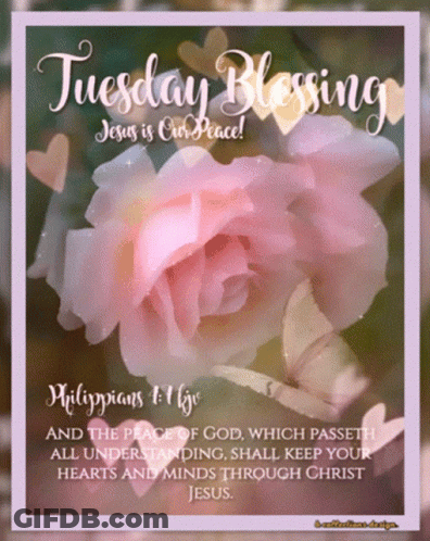 A Picture Of A Pink Rose And Butterflies With The Words Tuesday Blessing Jesus Is Our Peace GIF