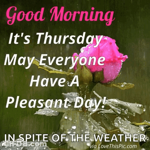 A Picture Of A Pink Rose With The Words Good Morning It 'S Thursday May Everyone Have A Pleasant Day GIF