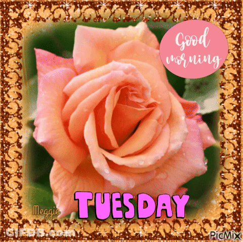 A Picture Of A Pink Rose With The Words Good Morning Tuesday GIF