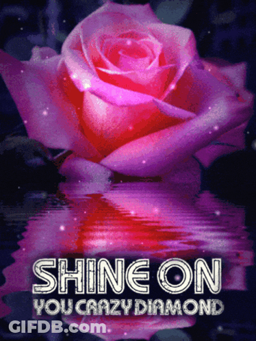 A Picture Of A Pink Rose With The Words Shine On You Crazy Diamond GIF