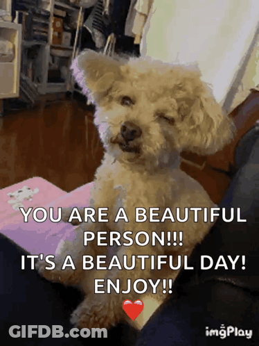 A Picture Of A Poodle With The Caption " You Are A Beautiful Person " GIF