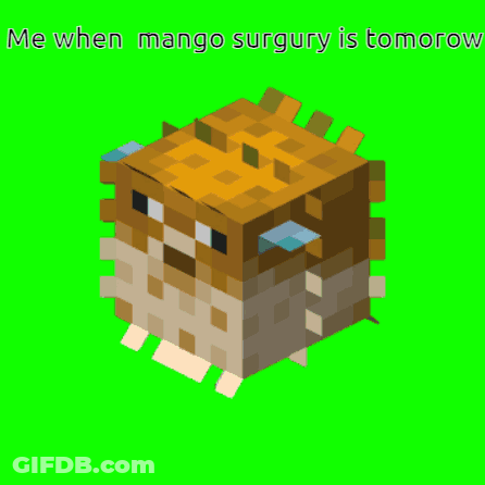 A Picture Of A Puffer Fish With The Words Me When Mango Surgery Is Tomorrow GIF
