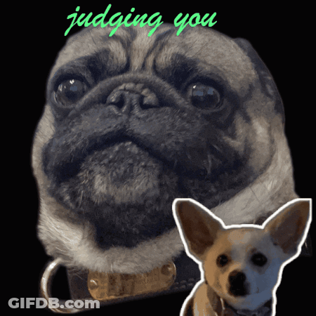 A Picture Of A Pug And A Small Chihuahua With The Words Judging You Above Them GIF