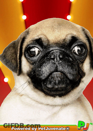 A Picture Of A Pug Dog With The Words Powered By Petjuvenate On The Bottom GIF
