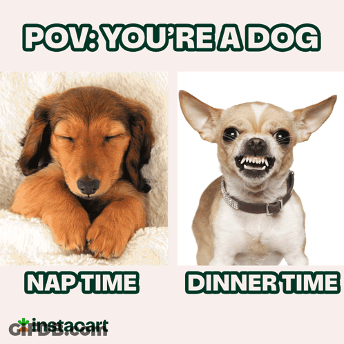 A Picture Of A Puppy And A Picture Of A Dog With Captions That Say Pov You 'Re A Dog Nap Time Dinner Time GIF