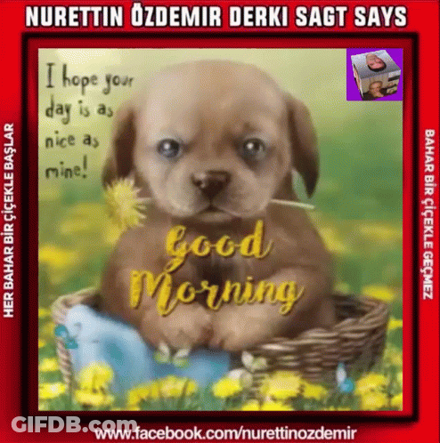A Picture Of A Puppy In A Basket With The Words Good Morning On It GIF