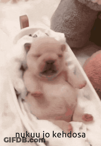 A Picture Of A Puppy With The Words Nukuu Jo Kehdosa On The Bottom GIF