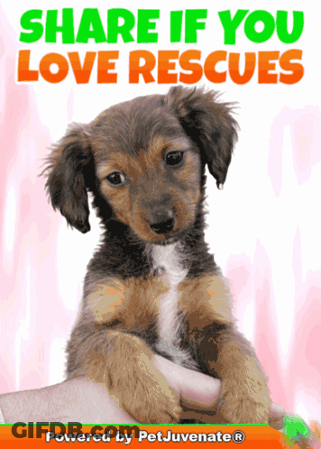 A Picture Of A Puppy With The Words Share If You Love Rescues Above It GIF