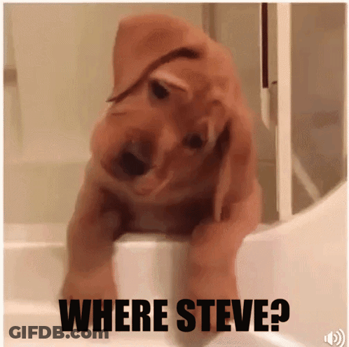 A Picture Of A Puppy With The Words Where Steve On It GIF