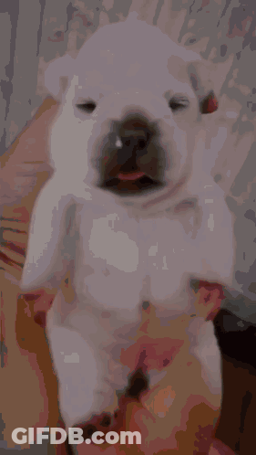 A Picture Of A Puppy With Who Written On The Bottom Of It GIF