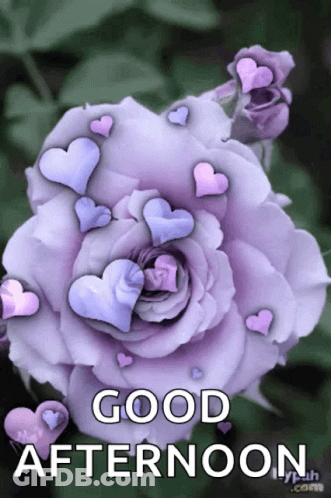 A Picture Of A Purple Rose With Hearts And The Words Good Afternoon GIF