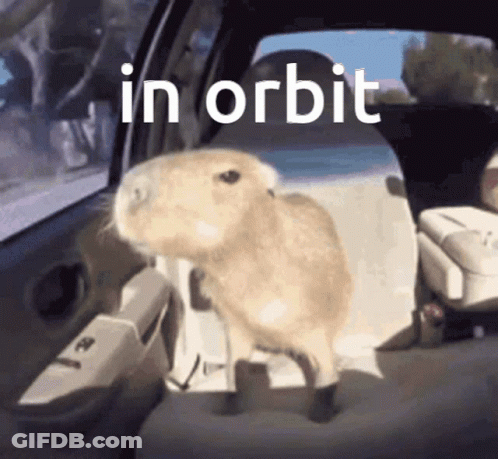 A Picture Of A Rabbit In A Car With The Words In Orbit Behind It GIF