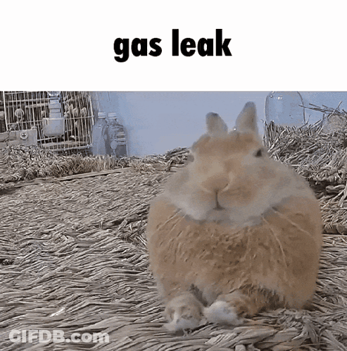 A Picture Of A Rabbit With The Words Gas Leak Written Above It GIF