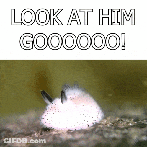 A Picture Of A Rabbit With The Words Look At Him Goooooo GIF