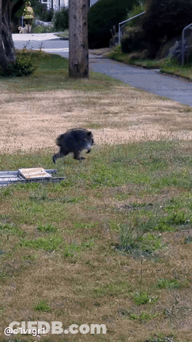 A Picture Of A Raccoon Running Across A Grassy Field With The Hashtag C1vrgr1 On The Bottom GIF