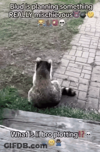 A Picture Of A Raccoon Sitting On A Brick Sidewalk With The Caption " Blud Is Planning Something Really Mischievous " GIF