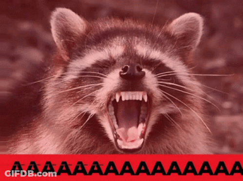 A Picture Of A Raccoon With Its Mouth Open And The Words Aa Aa Aa Aa Aa GIF