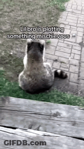 A Picture Of A Raccoon With The Caption Lil Bro Is Plotting Something Mischievous .. GIF