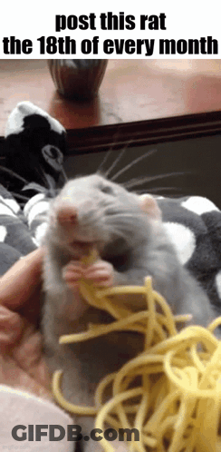 A Picture Of A Rat Eating Spaghetti With A Caption That Says " Post This Rat The 18Th Of Every Month " GIF