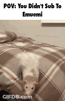 A Picture Of A Rat On A Bed With The Caption " Pov : You Didn 'T Sub To Emuemi " GIF