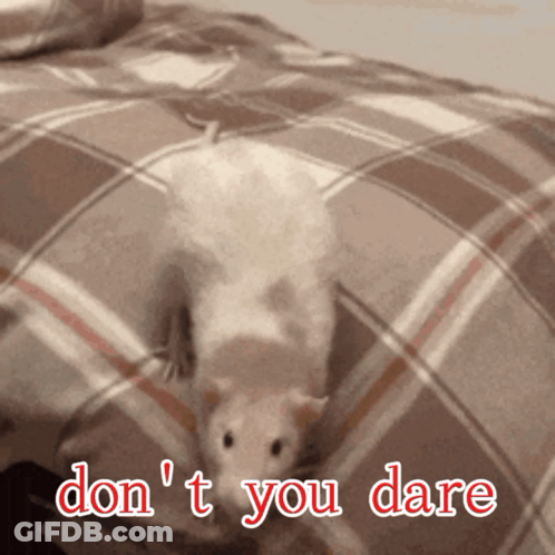A Picture Of A Rat On A Bed With The Words " Do N't You Dare " GIF