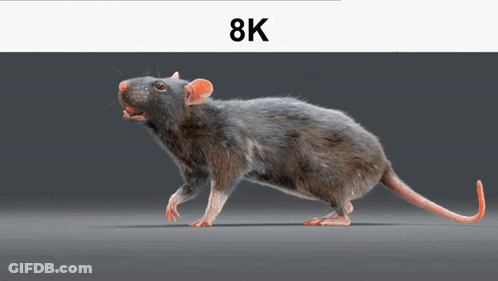 A Picture Of A Rat With 8K Written On The Bottom GIF