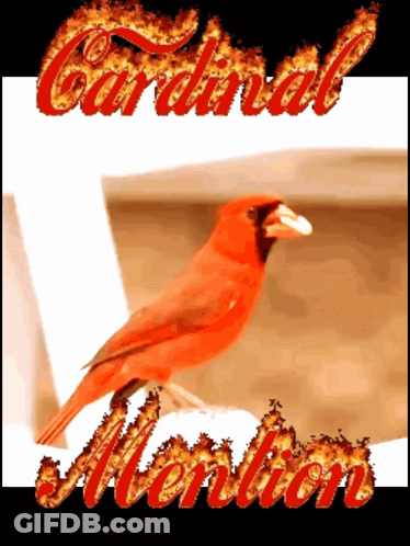 A Picture Of A Red Bird With The Word Cardinal Written In Flames GIF